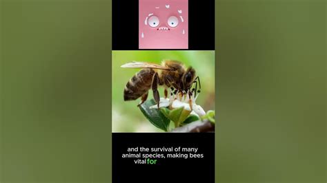 Magical bee nectar